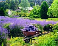 Yorkshire Lavender & Harrogate