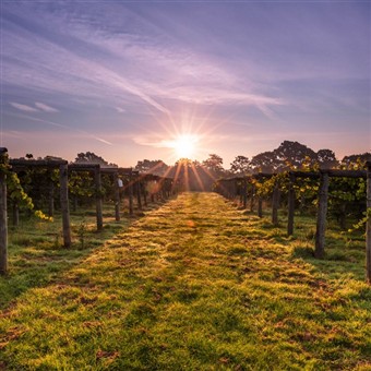 VIP Sparkling South Downs 