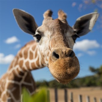 Chester Zoo & Liverpool