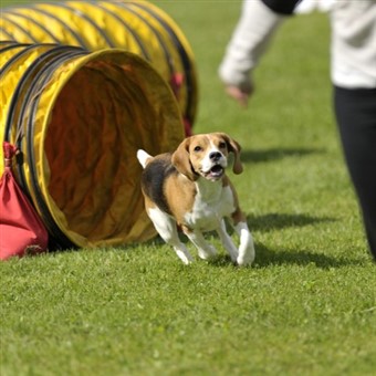 Crufts Day3 & Day4