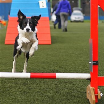 Crufts Day4 incl Best In show & Stratford   