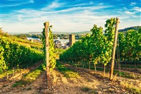 Divine Wine and Rhine