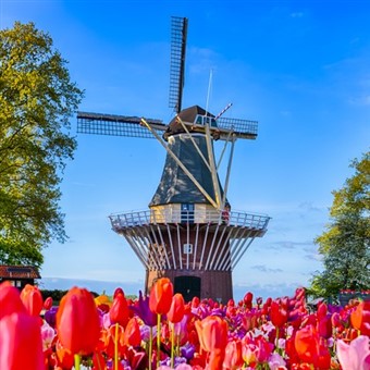 Dutch Bulbfield River Cruise Springtime in Holland