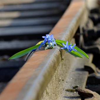 Eastbourne and The Bluebell Railway  