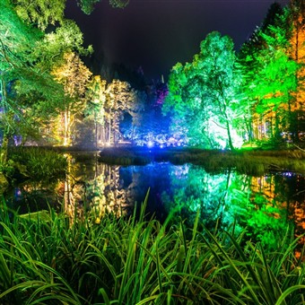 Autumn Gold & Enchanted Forest