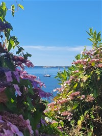 Falmouth's Flora and the Enchanting Isles of Scill