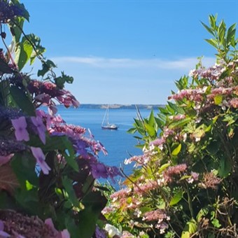 Falmouth's Flora and the Enchanting Isles of Scill