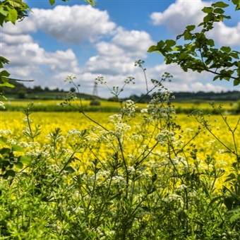 Flavours of Kent