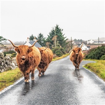 Go Wild in the Highlands