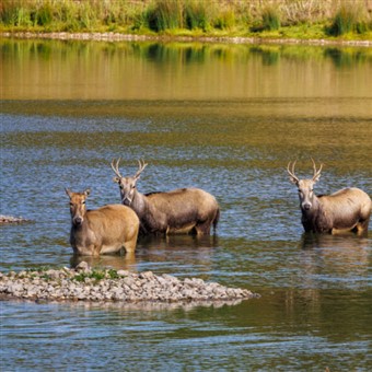 VIP Norfolk's Natural Havens