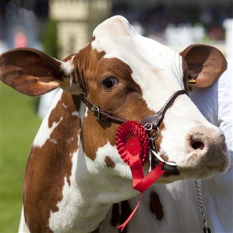 Great Yorkshire Show