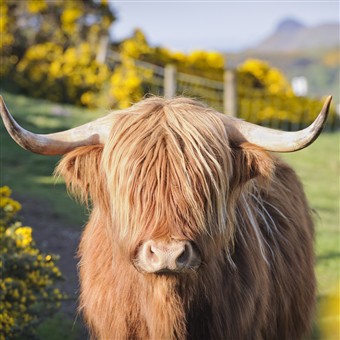 Taste of Luxury in the Highlands 