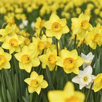 Thriplow Daffodil Festival 