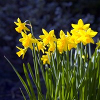 Thriplow Daffodil Festival 