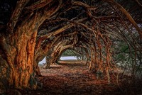 Escorted Aberglasney Gardens