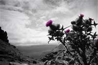 Scottish Island Gardens