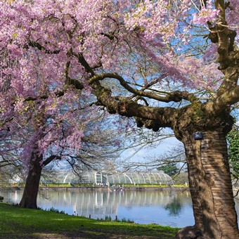 Escorted Kew Gardens, The Savill Garden 