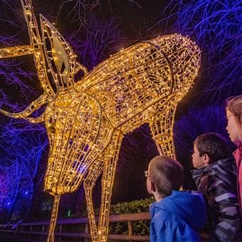 Chester Zoo Lanterns & Lights 