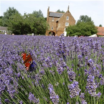 Cruising Steam & Lavendar of Norfolk