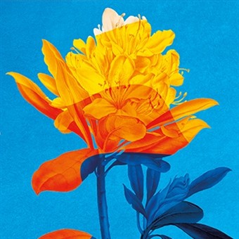 RHS Malvern Spring Festival 