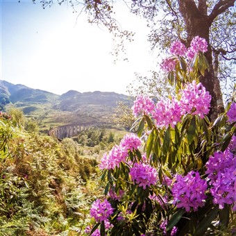 Romantic Journeys of Scotland