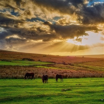 The Beauty of Dartmoor