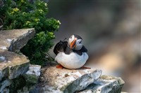 Welsh Highland and Puffin Island