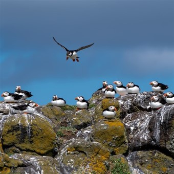 Welsh Highland and Puffin Island